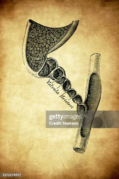 gallbladder and bile ducts cross section - bile duct stock illustrations