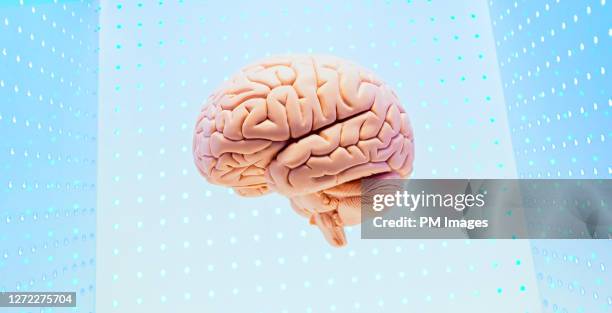 brain in box grid - brain model stockfoto's en -beelden