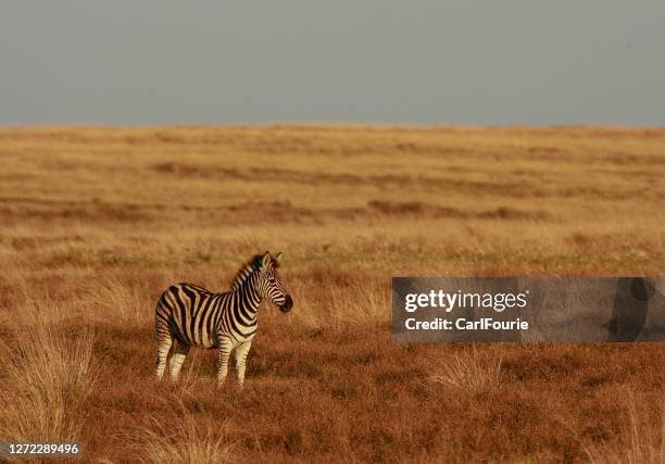 108 760点の草食動物のストックフォト Getty Images 108 760点の草食動物のストックフォト Getty Images