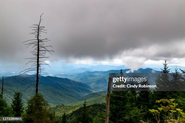 clingmans dome views - great smoky mountains national park, usa - clingman's dome stock-fotos und bilder