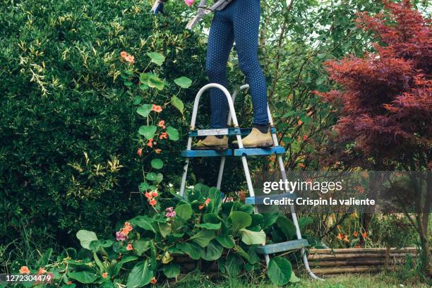 482 Tree Pruning Ladder Stock Photos, High-Res Pictures, and Images ...