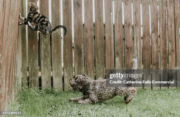 dog chasing a cat up a garden fence - pursuit stock pictures, royalty-free photos & images