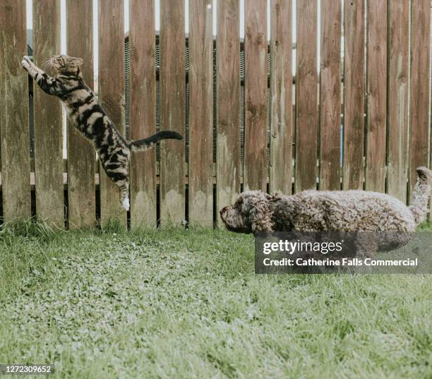 dog chasing a cat up a garden fence - fast furious stock pictures, royalty-free photos & images