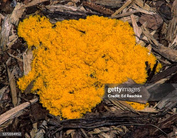 scrambled egg slime mold plasmodium (fuligo septica) transforming into non-motile, spore producing phase (aethalium) - fuligo septica imagens e fotografias de stock