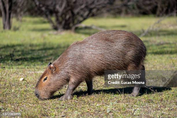 capibara eating - capybara stock pictures, royalty-free photos & images