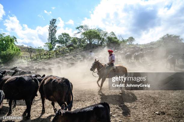 teenage argentine gaucho herding cattle in dusty corral - gaucho stock pictures, royalty-free photos & images