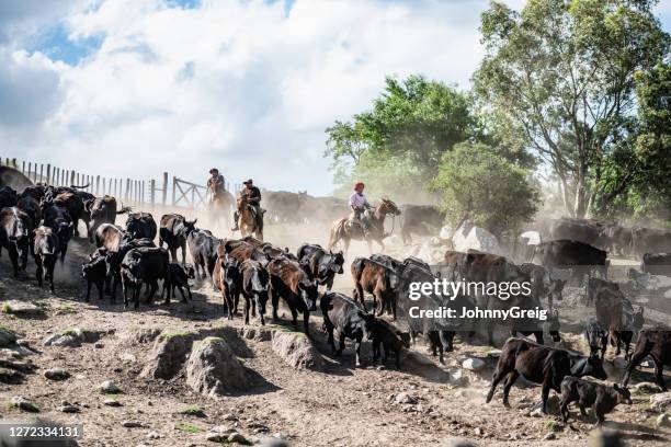 argentine gauchos herding cattle through hillside outcrop - angus stock pictures, royalty-free photos & images