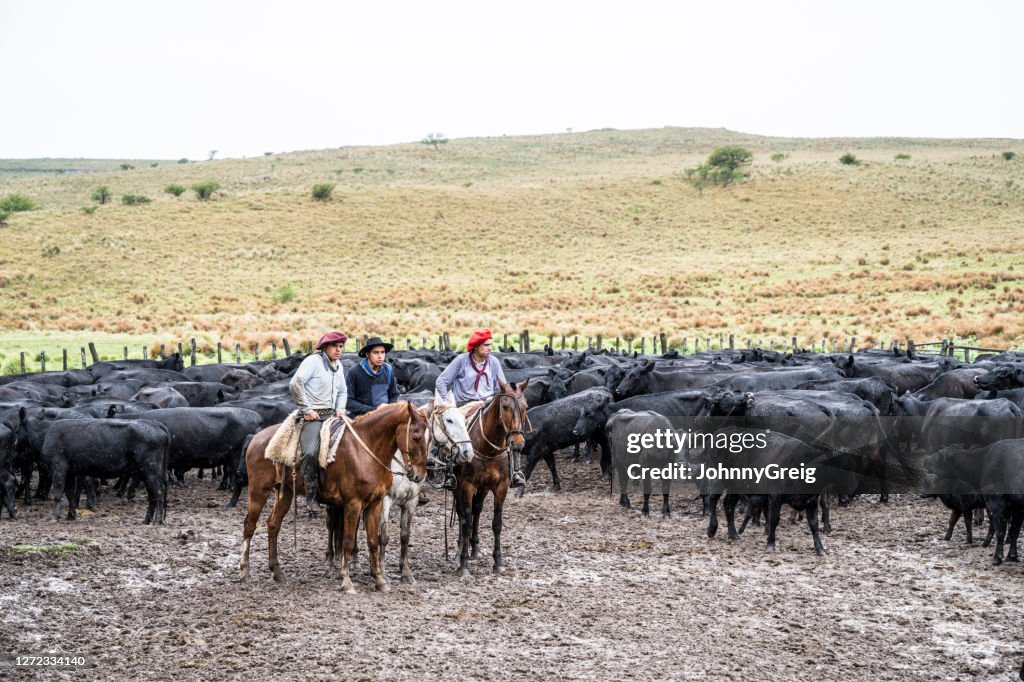 Young gauchos sitting on horseback with cattle on rainy day