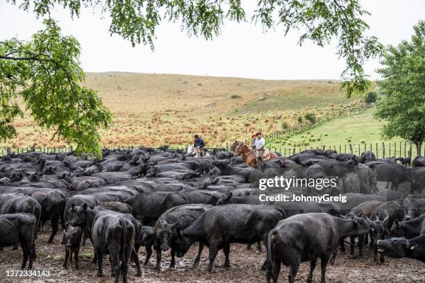 rebaño de ganado aberdeen angus y gauchos argentinos - argentina traditional clothing fotografías e imágenes de stock