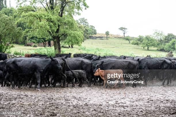 herd of wet and muddy aberdeen angus cattle in argentina - baby cow stock pictures, royalty-free photos & images