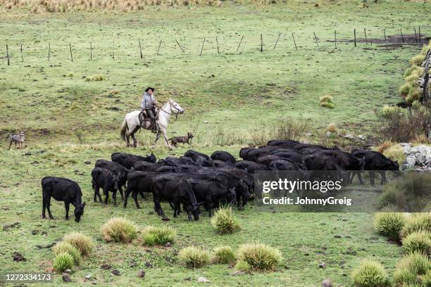 teenage gaucho nähert sich weidevieh mit hunden - gauchos stock-fotos und bilder