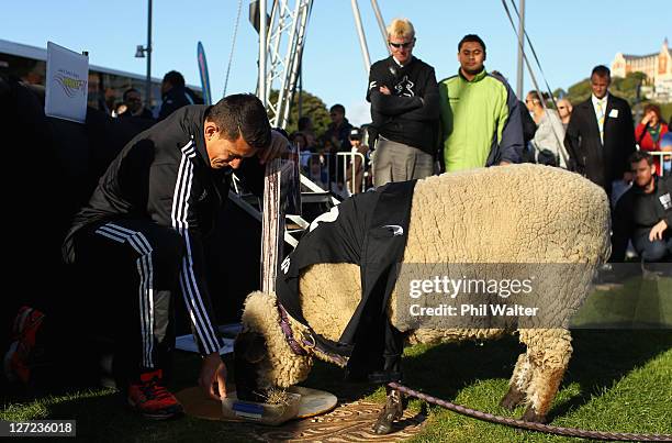 Sonny Bill Williams of the All Blacks feeds a sheep named Sonny Wool during a New Zealand All Blacks IRB Rugby World Cup 2011 fan day at Waitangi...