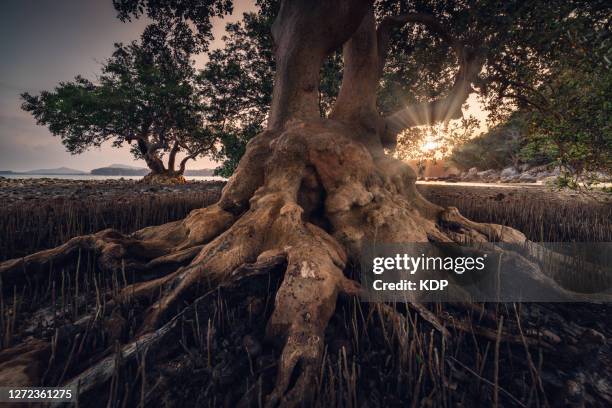 coastal trees with overgrown roots of tropical seascape at sunrise, environmental and ecosystem of sea coastline. - old tree stock pictures, royalty-free photos & images