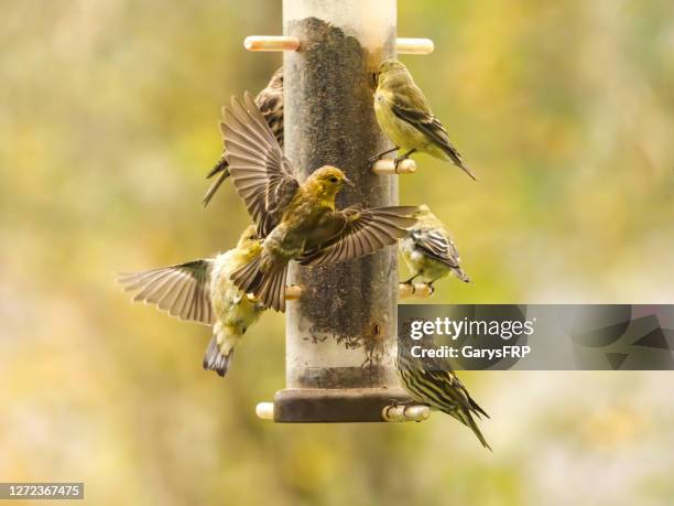 gold finch perched and flying bird feeder yellow background - september garden stock pictures, royalty-free photos & images