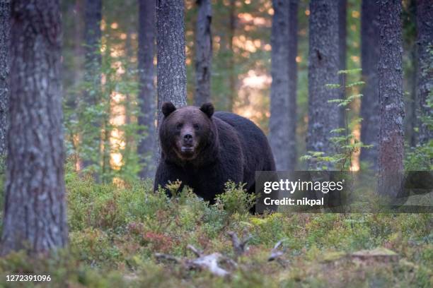 een beer die in een bos bij zonsondergang in het noorden van finland dichtbij kumho loopt - brown bear stockfoto's en -beelden