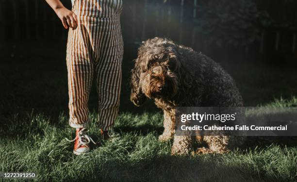 ashamed dog in a garden beside a child - scham stock-fotos und bilder