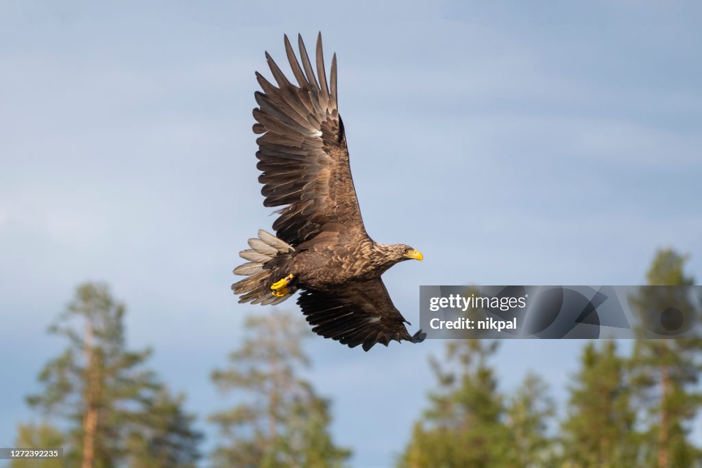 A white tailed eagle in flight with the forest in the background in northern finland near kumho