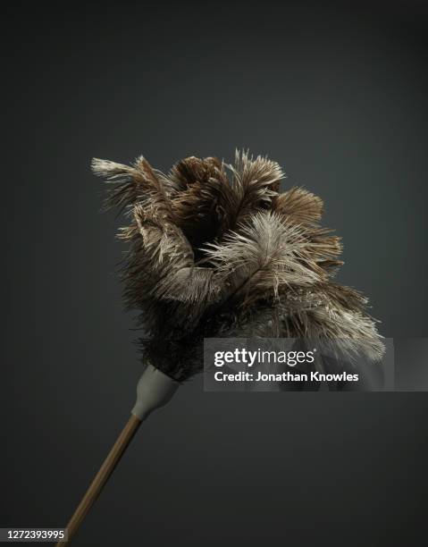 brown feather duster - feather duster stock pictures, royalty-free photos & images