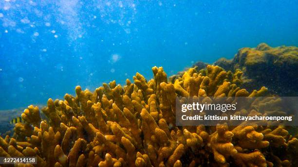 close-up of staghorn coral - hard coral stock pictures, royalty-free photos & images