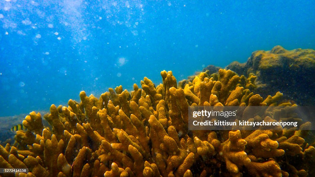 Close-up of Staghorn coral