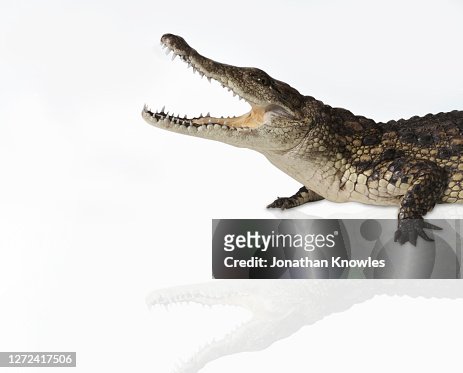 albino himalayan crocodile animal