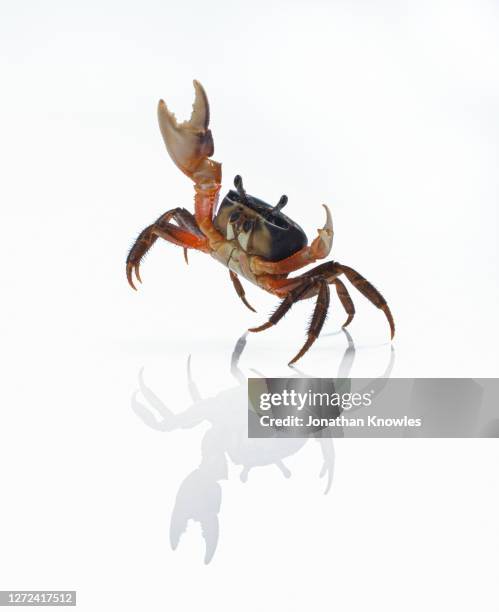 dancing hermit crab - animal waving stockfoto's en -beelden