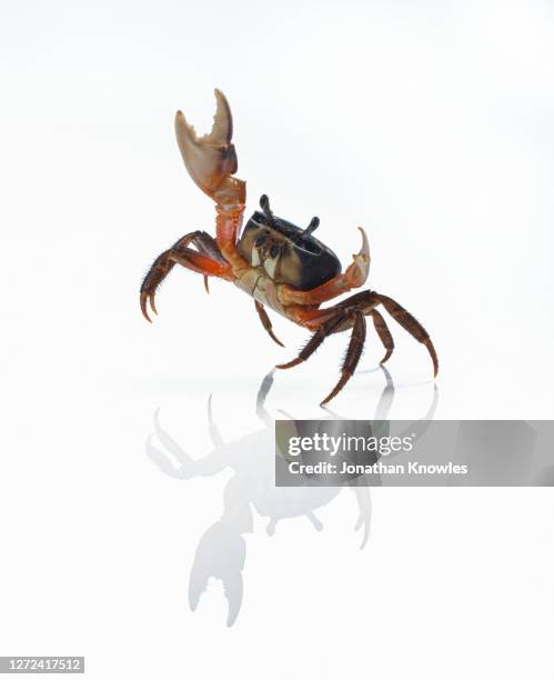 dancing hermit crab - crab stock pictures, royalty-free photos & images