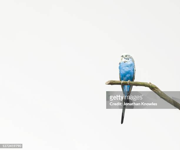 blue budgerigar bird - limb body part stock pictures, royalty-free photos & images