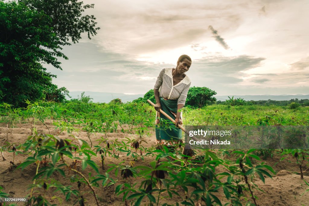 Weibliche Bäuerin, die in Malawi, Afrika, Manioc pflanzt