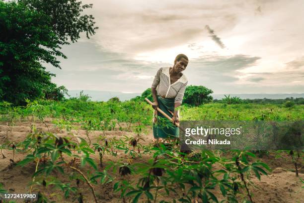 female farmer planting manioc in malawi, africa - africa stock pictures, royalty-free photos & images