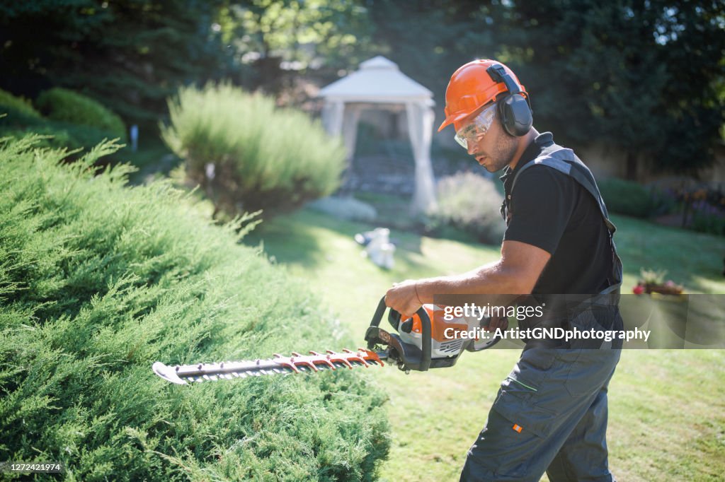 Landscaper Trim Hedge With Power Saw In Garden.