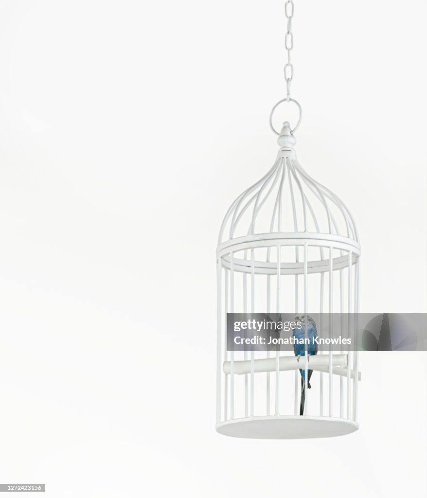 Blue Budgerigar in cage