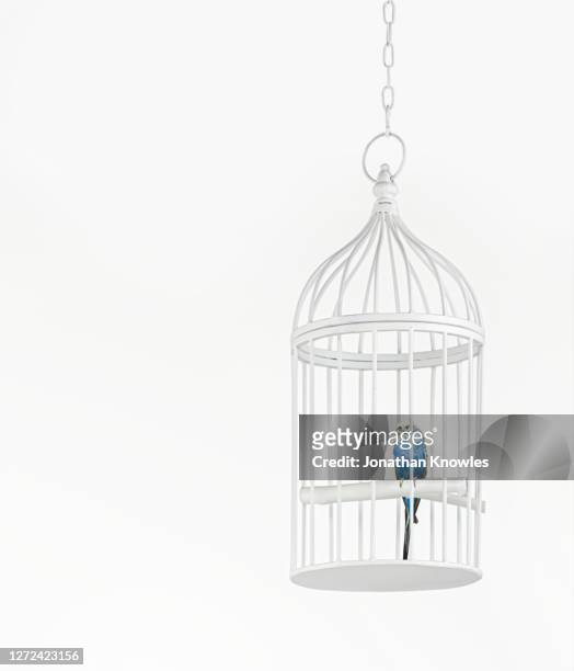 blue budgerigar in cage - birdcage stockfoto's en -beelden