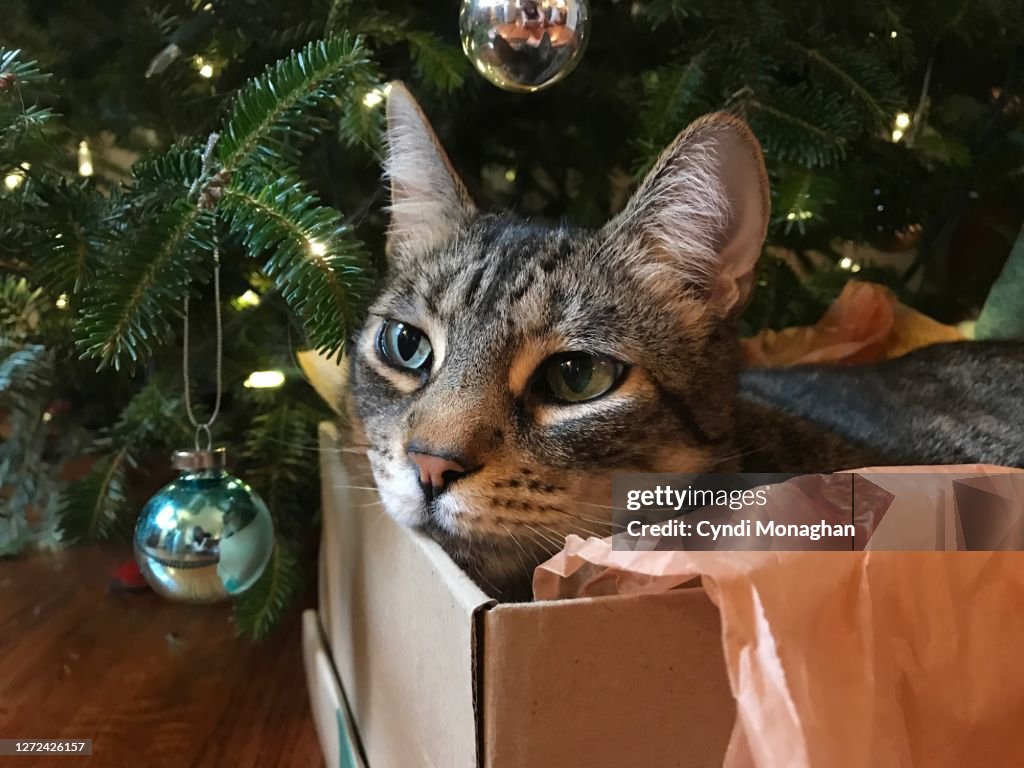 Cat in a Box under a Christmas Tree