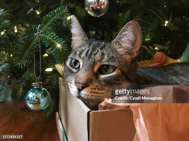 cat in a box under a christmas tree - cat in box stock pictures, royalty-free photos & images