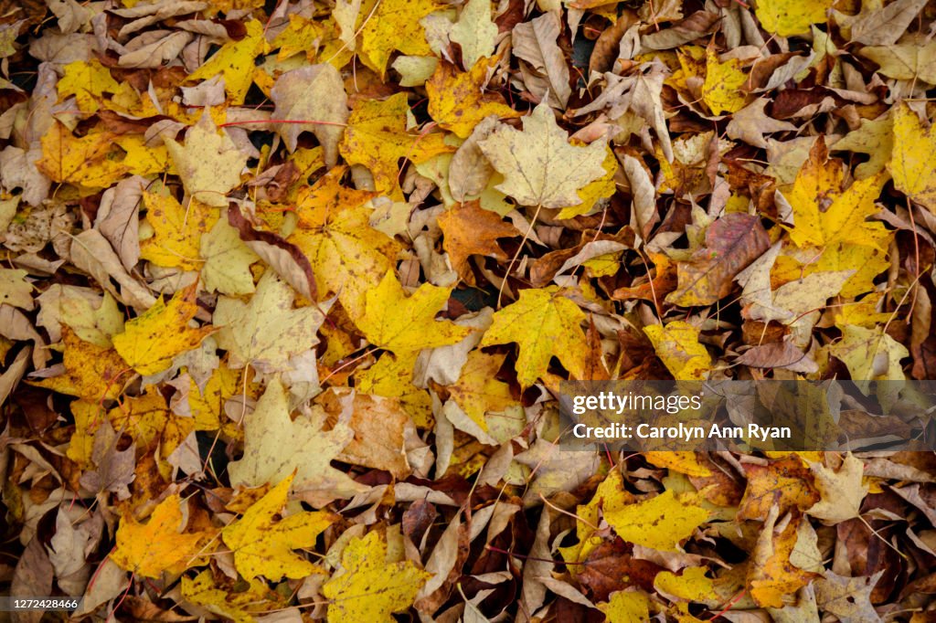 Yellow Crisp Autumn Leaves on Ground