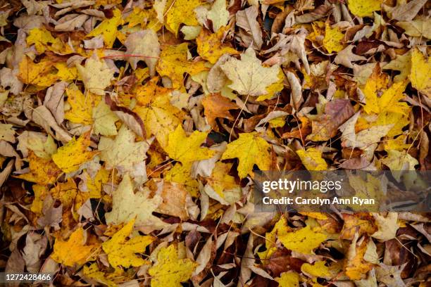 yellow crisp autumn leaves on ground - barnard vermont stock pictures, royalty-free photos & images