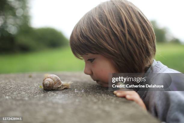 a 5 years old boy observing a snail - mollusco foto e immagini stock