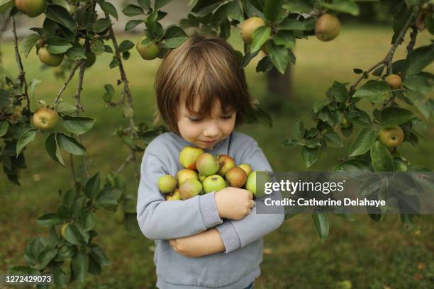 a little boy picking up apples from an apple tree - kid in tree stock pictures, royalty-free photos & images