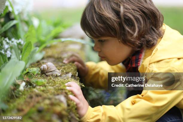 a boy observing a snail - pre school class stock-fotos und bilder