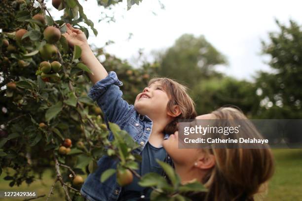 a mum and her son picking fruits in a tree - children fruit stock-fotos und bilder