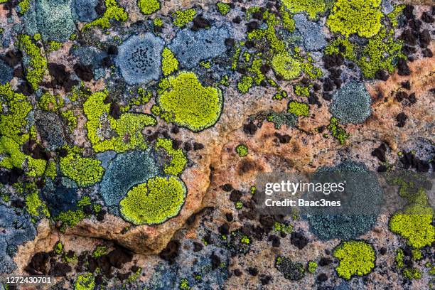 natural abstract art - lichen on a rock - muschio foto e immagini stock