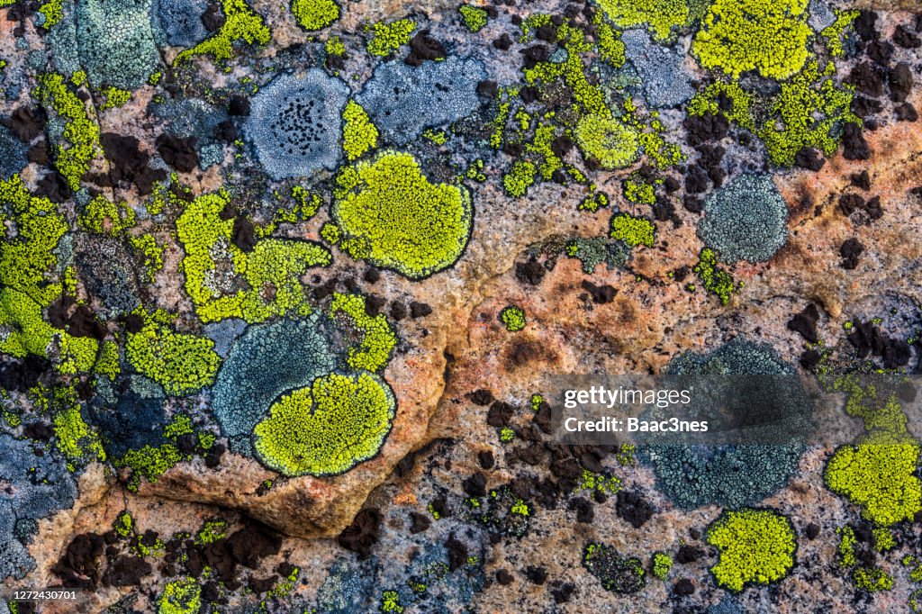 Natural abstract art - lichen on a rock