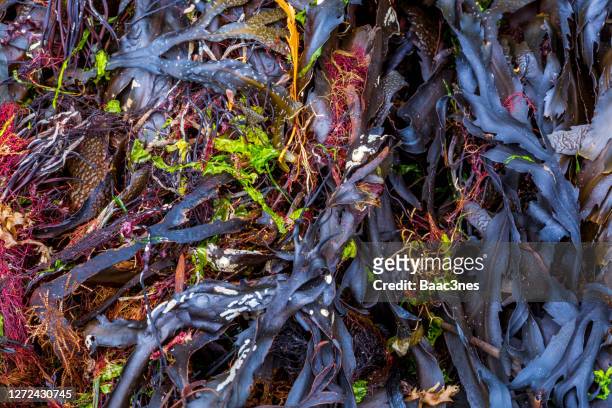 close up of colorful seaweeds, kelps and seaplants - kelp stock pictures, royalty-free photos & images