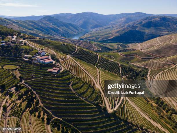 douro valley near pinhão - porto portugal wine stock pictures, royalty-free photos & images