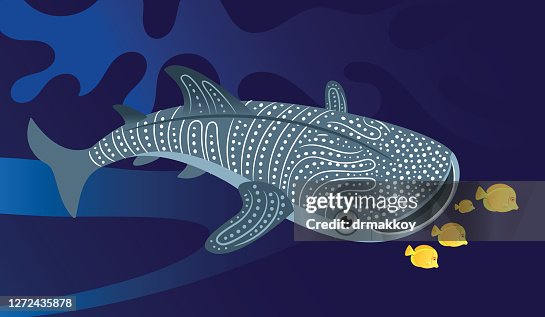 32 Ilustraciones de Tiburón Ballena - Getty Images