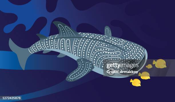 whale shark - shark aquarium stock illustrations