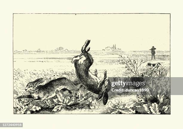 Olden Days Rabbit Catching 670 Rabbit Antique Stock Photos, High-Res Pictures, and Images - Getty ...