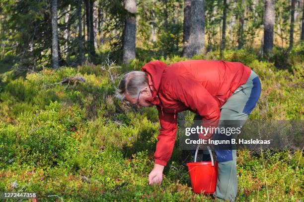 close-up of man in red jacket picking cowberries in the forest, in a red plastic bucket. - september stock pictures, royalty-free photos & images