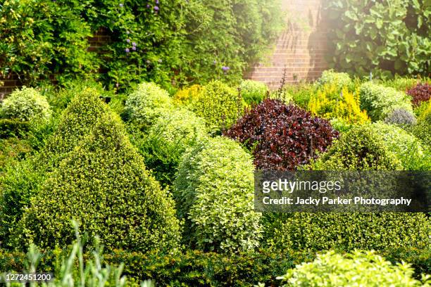 beautiful evergreen topiary shaped shrubs in an english garden border in soft sunshine - evergreen plant fotografías e imágenes de stock